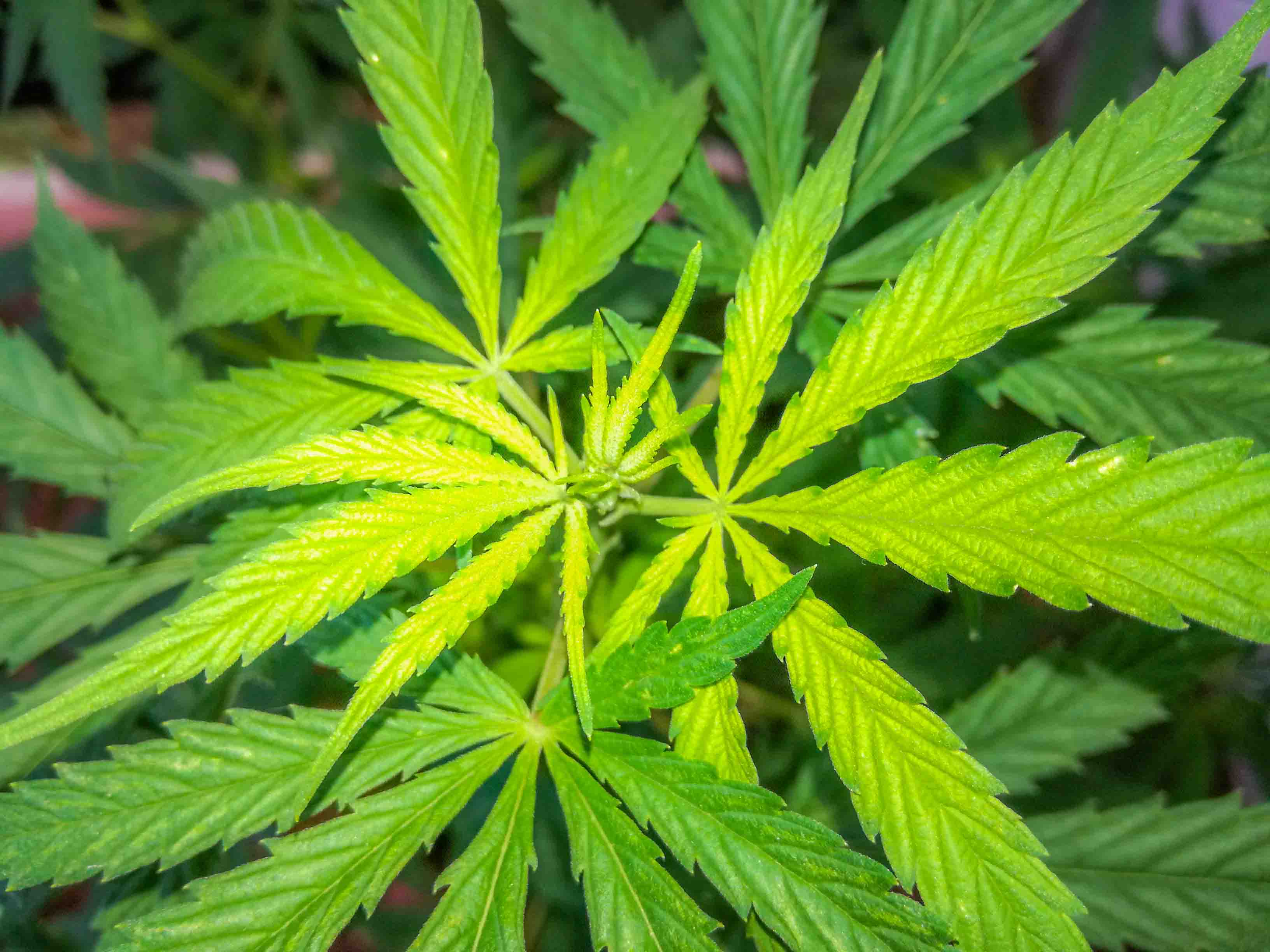 Kazen, globa za joint, konopljo, marihuano – Vse kar morate vedeti!